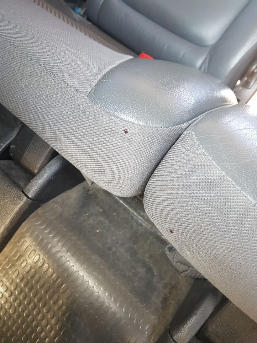 En esta imagen pueden observarse dos garrapatas en los asientos del vehículo. En esta imagen pueden observarse dos garrapatas en los asientos del vehículo.