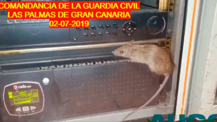 Captura del vídeo donde se ve a un ratón sobre una emisora de radio de la Comandancia de Las Palmas. Captura del vídeo donde se ve a un ratón sobre una emisora de radio de la Comandancia de Las Palmas.